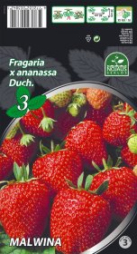 Braškių daigai (frigo) Malwina A, 3 vnt. pakuotėje