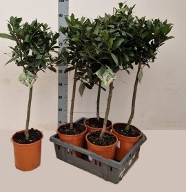 Dekoratyvinis krūmas, lauramedis, ant stiebo, vazonėlio skersmuo 20 cm.