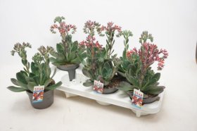 Kambarinis augalas, kalvorė (eševerija), vazonėlio skersmuo 13 cm.