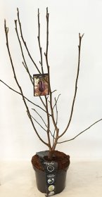 Dekoratyvinis medis, magnolija bruklino "Black Beauty", aukštis 50-60 cm., vazonas 5 l.