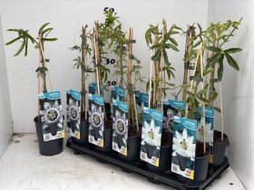 Kambarinis augalas, pasiflora, vazonėlio skersmuo 12 cm.