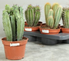 Kambarinis augalas, kaktusas, įvairūs, vazonėlio skersmuo 15 cm.