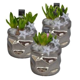 Kambarinis augalas, hiacintas keraminiame vazonėlyje, vazonėlio skersmuo 15 cm.