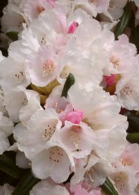 Dekoratyvinis krūmas, rododendras, jakušimaninis "Koichiro Wada"