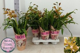 Kambarinis augalas, orchidėja (Phalaenopsis) "Cimbidis", vazonėlio skersmuo 12 cm.