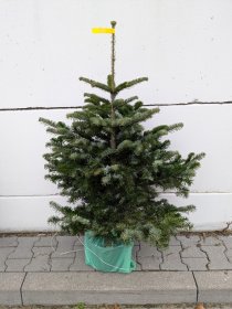 Kaukazinis kėnis (Abies nordmanniana) vazone, aukštis 80 -100 cm.