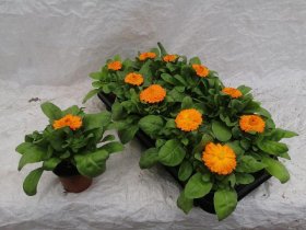 Vienmetė gėlė, medetka, vazonėlio skersmuo 9 cm.