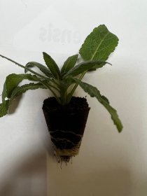 Daugiametės gėlės daigelis, gojinis šalavijas "Sensation Medium Deep Rose"