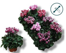 Kambarinis augalas, ciklamenas "Sup Fuji", vazonėlio skersmuo 11 cm.