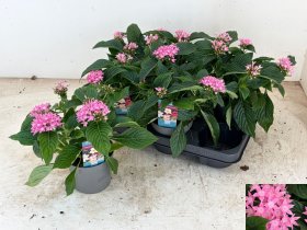 Vienmetė gėlė, pentas (Egipto žvaigždė) "Rose", vazonėlio skersmuo 13 cm.