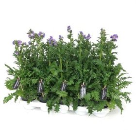 Daugiametė gėlė, palemonas, vazonėlio skersmuo 12 cm.