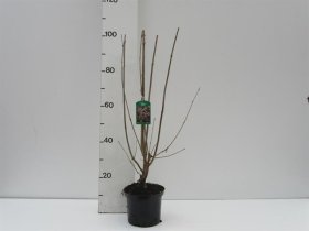 Dekoratyvinis krūmas, alyva, vazono skersmuo 23 cm.