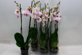 Kambarinis augalas, orchidėja (Phalaenopsis) "Rose", vazonėlio skersmuo 12 cm.