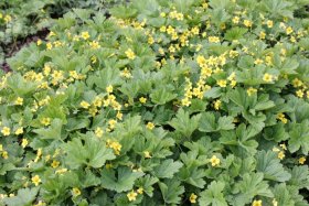 Šliaužiantis augalas, trilapė valdšteinija, vazono skersmuo 10,5 cm.