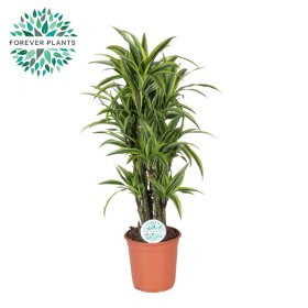 Kambarinis augalas, dracena "Lemon Lime", vazono skersmuo 24 cm.