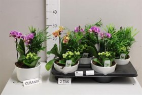 Kambarinis augalas, įvairių augalų kompozicija, vazonėlio skersmuo 20 cm.