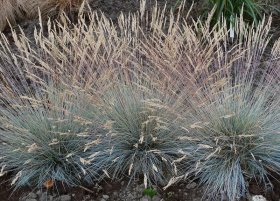 Žolinis augalas, eraičinas melsvasis "Elijah Blue", vazonėlio talpa 2 l.