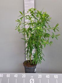 Daugiametė gėlė, karpažolė tikroji, vazonas 5 l.