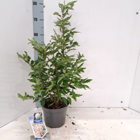 Dekoratyvinis medis, vyšnia japoninė "Brilliant", vazonėlio skersmuo 19 cm.