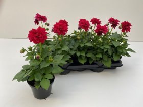 Vienmetė gėlė, jurginas, vazonėlio skersmuo 12 cm.