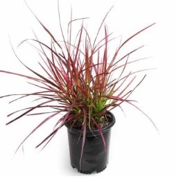 Žolinis augalas, soruolė plaukuotoji "Fireworks", vazonėlio skersmuo 14 cm.