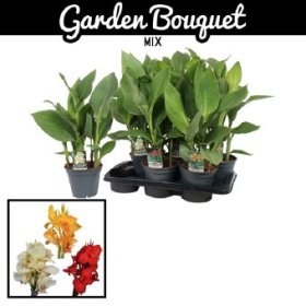 Daugiametė gėlė, kana, vazono skersmuo 17 cm.