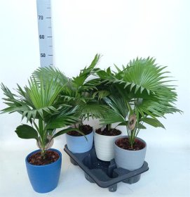 Kambarinis augalas, livistona "Rotundifol", vazonėlio skersmuo 15 cm.