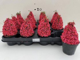 Kambarinis augalas, nertera, vazonėlio skersmuo 8 cm.