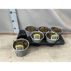 Vienmetė gėlė, verbena patagoninė, vazono skersmuo 15 cm.