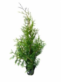 Spygliuotis, vakarinė tuja "Brabant", aukštis 100 -110 cm., vazonas 3 l.