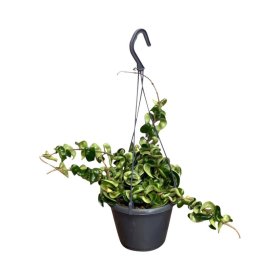 Kambarinis augalas, vaškuolė "C Compacta", vazonėlio skersmuo 14 cm.