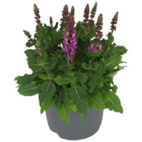 Daugiametė gėlė, šalavijas "Marvel Rose", vazono skersmuo 17 cm.