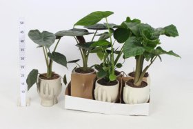 Kambarinis augalas, alokazija kompozicija, vazonėlio skersmuo 12 cm.