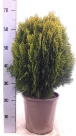 Spygliuotis, tujūnas rytinis "Aurea Nana", vazonėlio skersmuo 24 cm.