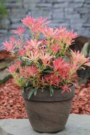 Dekoratyvinis krūmas, japoninis pieris "Flaming Silver", vazonas 2 l.