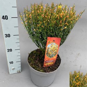 Dekoratyvinis krūmas, raipstas šluotinis "Apricot Gem", vazonėlio skersmuo 21 cm.
