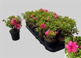 Dekoratyvinis krūmas, azalija "Pink", vazonėlio skersmuo 9 cm.