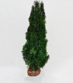 Spygliuotis, vakarinė tuja "Smaragd", 180 cm. aukščio, kelta iš grunto