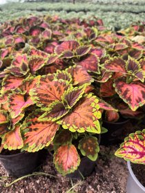 Vienmetė gėlė, margenis "Coleus", vazonėlio skersmuo 10 cm.