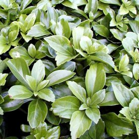 Šliaužiantis augalas, viršūnžiedė mietveinė (Pachisandra), vazono skersmuo 10,5 cm.