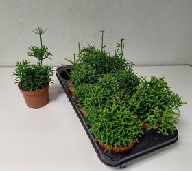 Kambarinis augalas, ripsalis "Cereuscula", vazonėlio skersmuo 12 cm.