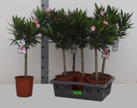 Kambarinis augalas, oleandras, vazonėlio skersmuo 17 cm.