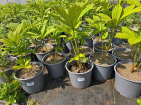 Daugiametė gėlė, rodžersija, vazonėlio skersmuo 19 cm.