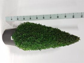 Dekoratyvinis krūmas, buksmedis "Piramidė", vazonėlio skersmuo 27 cm.