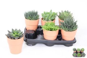 Kambarinis augalas, sukulentai (įvairūs), keraminiame vazonėlyje, vazonėlio skersmuo 11 cm.