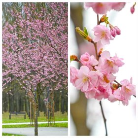Dekoratyvinis medis, vyšnia ankstyvoji (sakura), "Kiku shidare", vazonas 5 l.