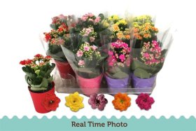 Kambarinis augalas, kalankė, įvairios, vazonėlio skersmuo 9 cm.