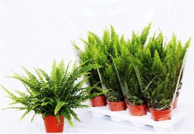 Kambarinis augalas, papartis "Green Lady", vazonėlio skersmuo 12 cm.