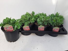 Alpinariumo augalas, šilokas "Herbst Freude", vazono skersmuo 17 cm.