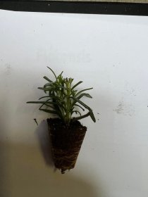 Gėlių daigelis, rozmarinas "Speedy", 1 vnt.